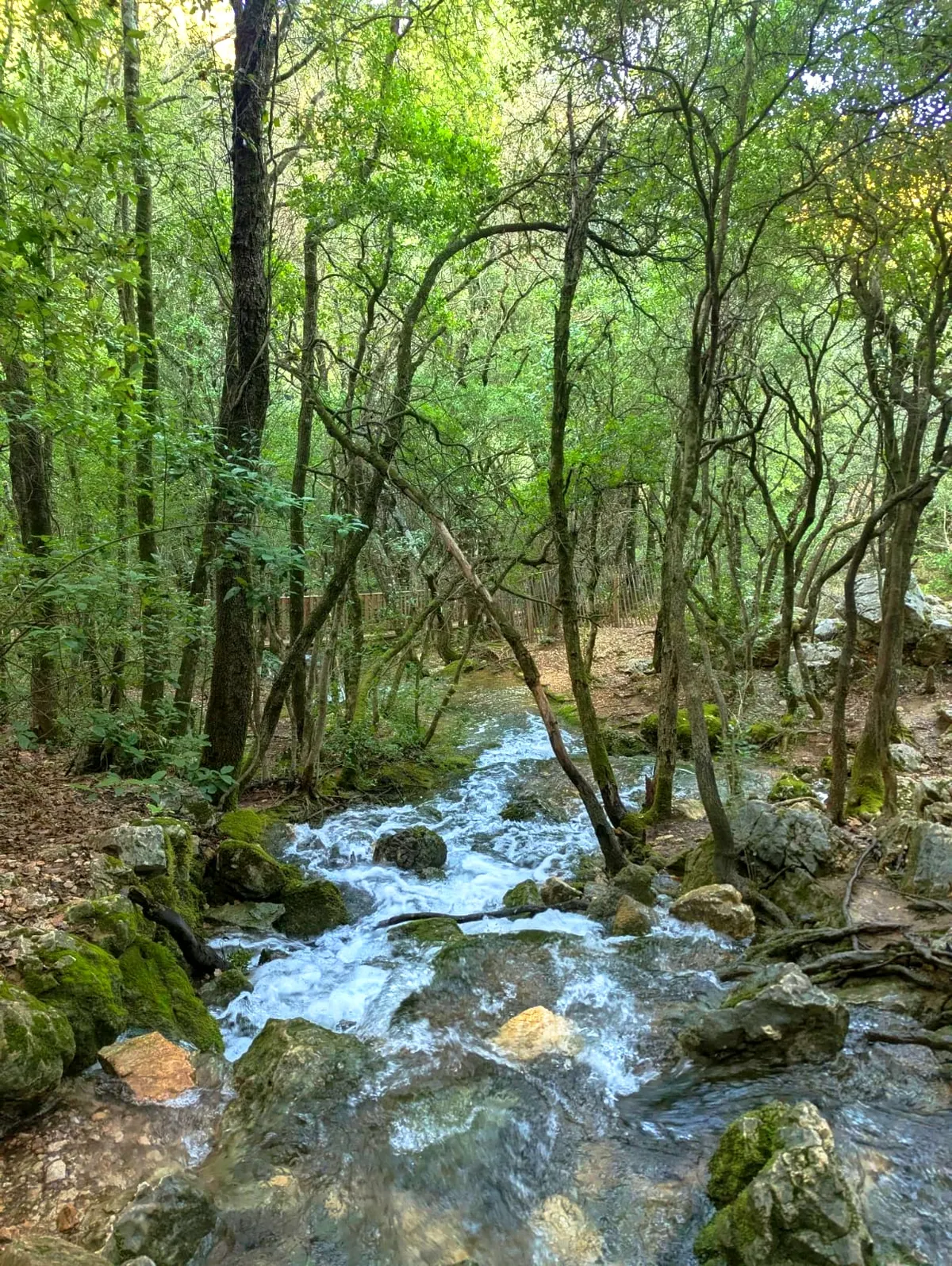 Ruisseau de l'Huveaune dans la forêt de la Sainte-Baume